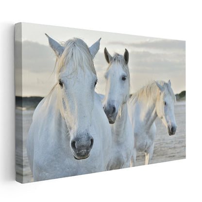 Beyaz Atlar - Sahilde Yan Yana Duran Üçlü Kanvas Tablo