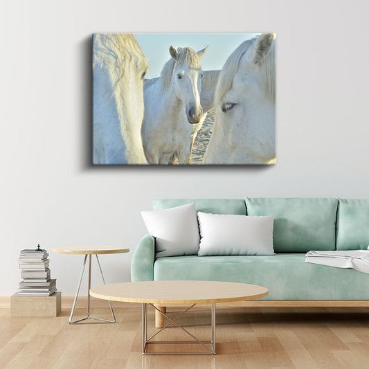 Beyaz At Sürüsü - Yakın Çekim Asil Bakışlar Kanvas Tablo
