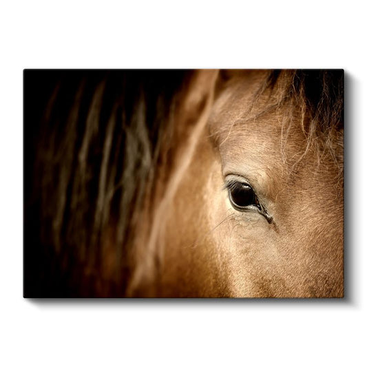 At Gözü - Kahverengi Güzelin Derin Bakışı Kanvas Tablo