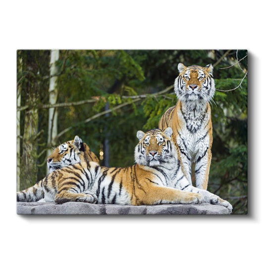 Kaplan Ailesi - Kayalıkta Toplanan Üçlü Kanvas Tablo