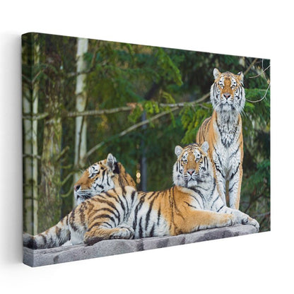 Kaplan Ailesi - Kayalıkta Toplanan Üçlü Kanvas Tablo