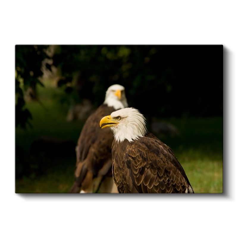 Kel Kartallar - Yan Yana Duran İkili Kanvas Tablo