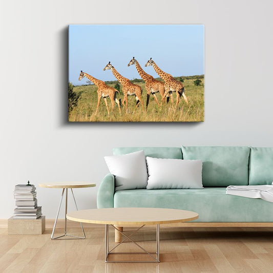 Zürafa Sürüsü - Savanada Yürüyen Dörtlü Kanvas Tablo