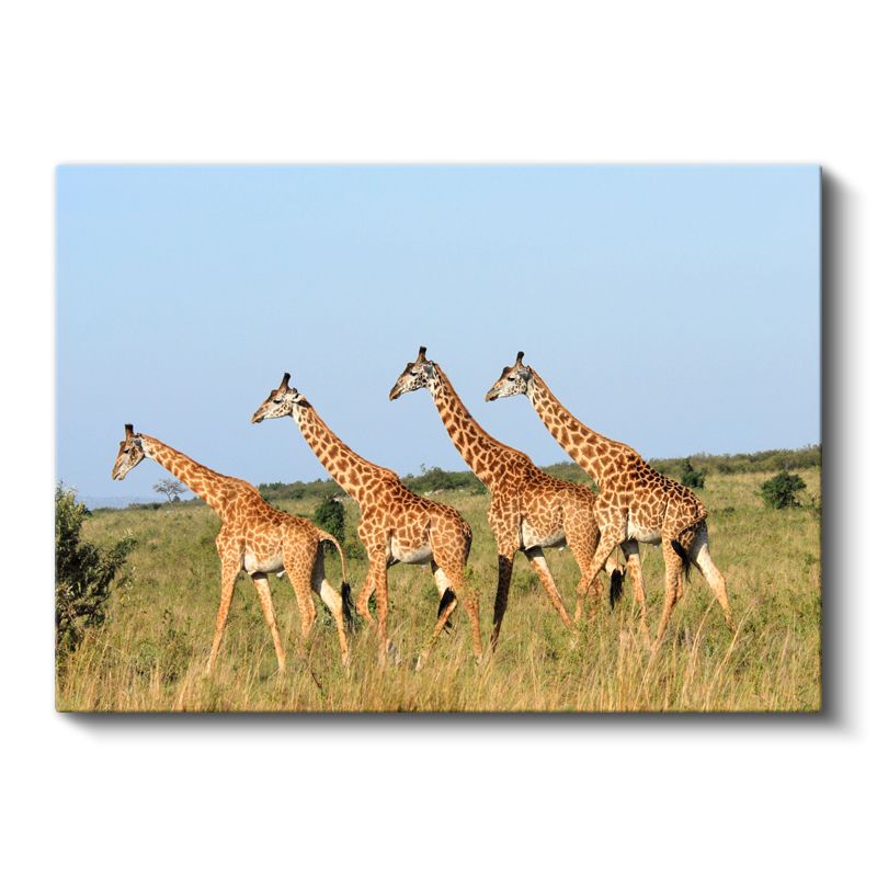 Zürafa Sürüsü - Savanada Yürüyen Dörtlü Kanvas Tablo