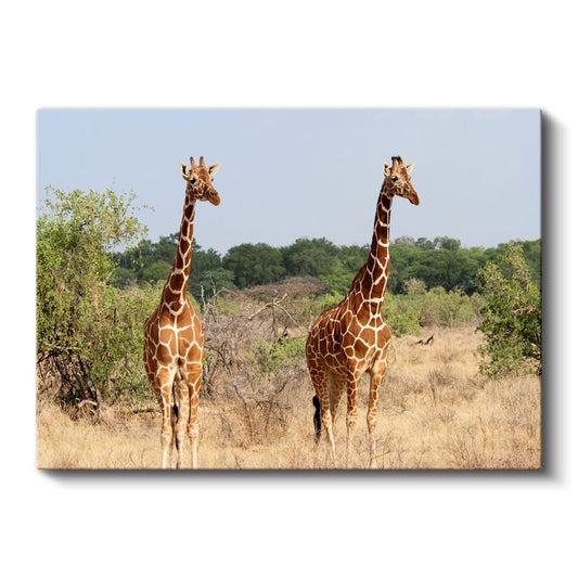 Zürafa Çifti - Bozkırda Uzun Boylu İkili Kanvas Tablo