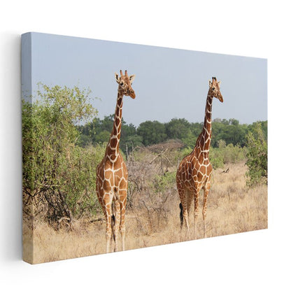 Zürafa Çifti - Bozkırda Uzun Boylu İkili Kanvas Tablo