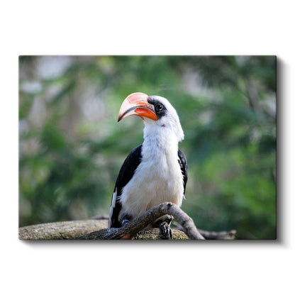 Boynuzlu Kuş - Dal Üzerinde Beyaz Göğüslü Avcı Kanvas Tablo