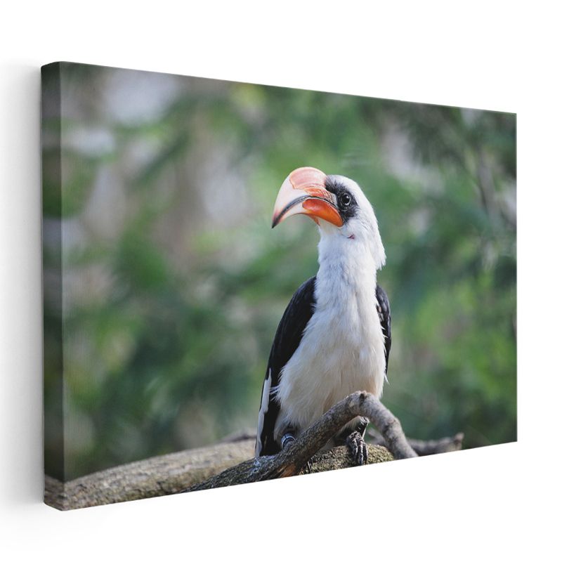 Boynuzlu Kuş - Dal Üzerinde Beyaz Göğüslü Avcı Kanvas Tablo