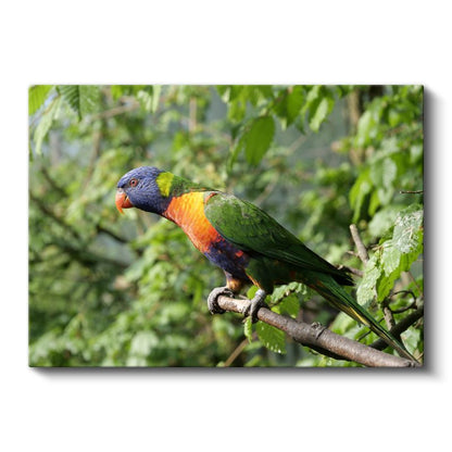 Gökkuşağı Papağanı - Renkli Tüyleriyle Dal Üzerinde Kanvas Tablo