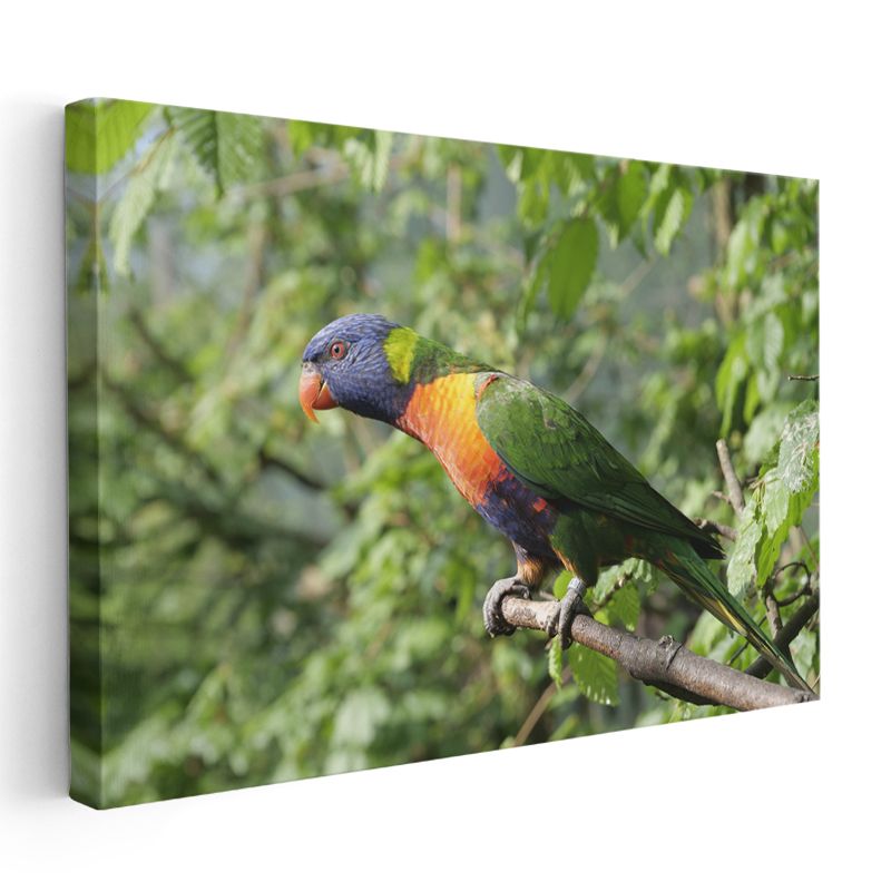Gökkuşağı Papağanı - Renkli Tüyleriyle Dal Üzerinde Kanvas Tablo