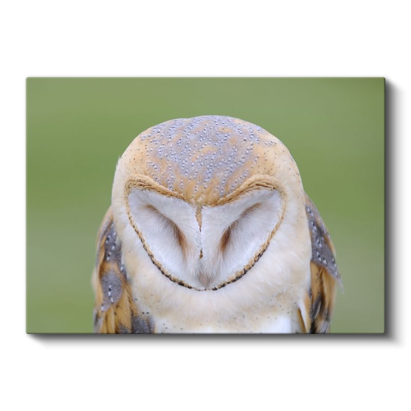 Peçeli Baykuş - Kalp Şeklinde Yüzüyle Bilge Bakışlar Kanvas Tablo
