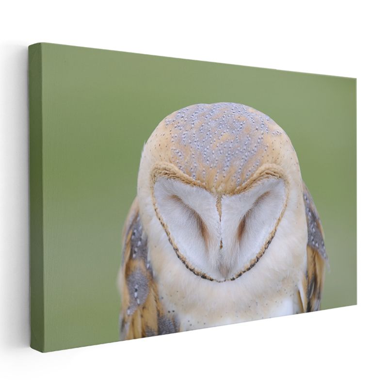 Peçeli Baykuş - Kalp Şeklinde Yüzüyle Bilge Bakışlar Kanvas Tablo