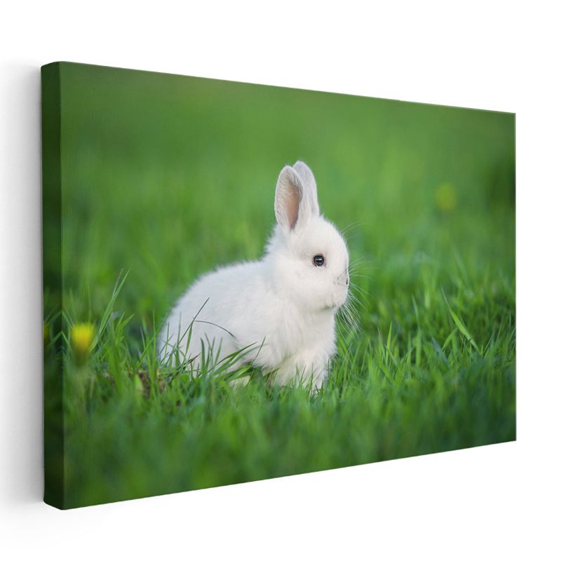 Beyaz Tavşan - Yeşil Çimende Sevimli Dostumuz Kanvas Tablo