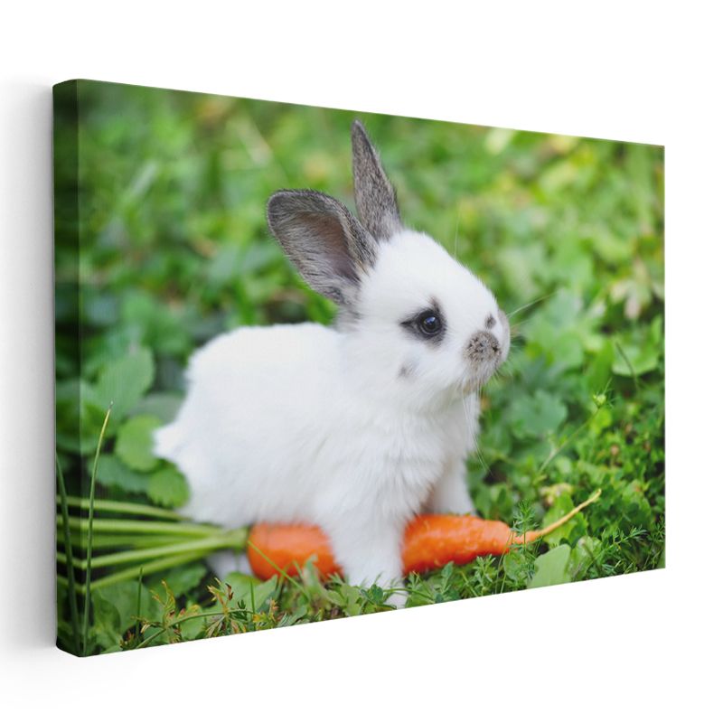 Minik Tavşan - Havuçlu Yemek Vakti Kanvas Tablo