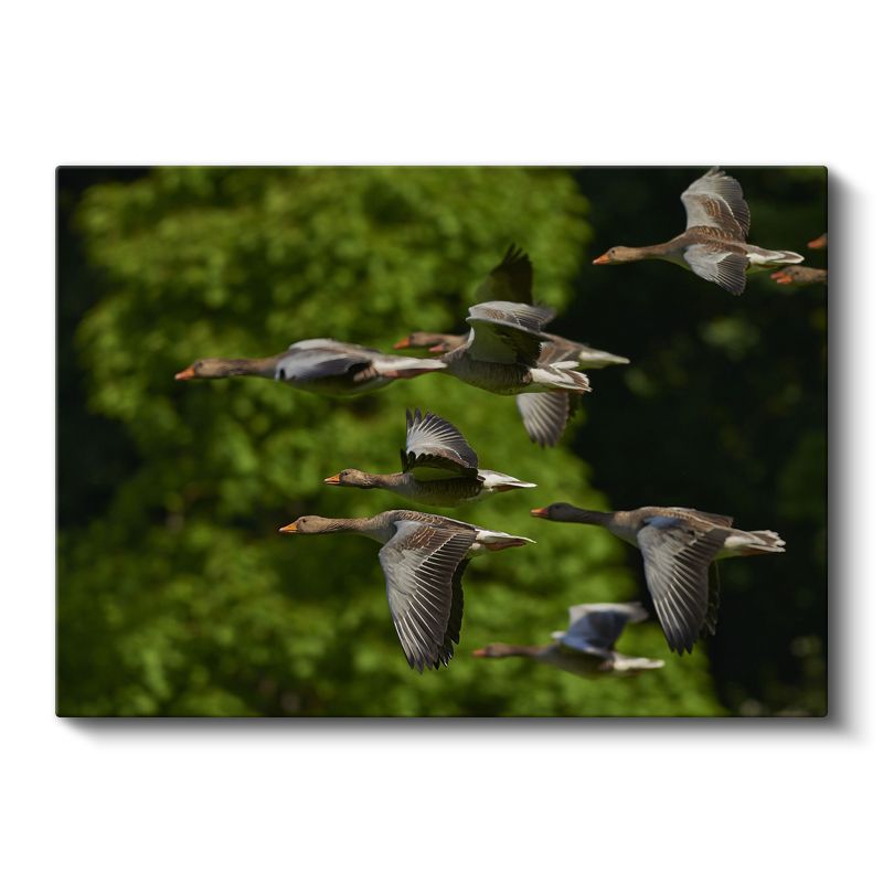Göçmen Kazlar - Uyumlu Uçuş Formasyonu Kanvas Tablo