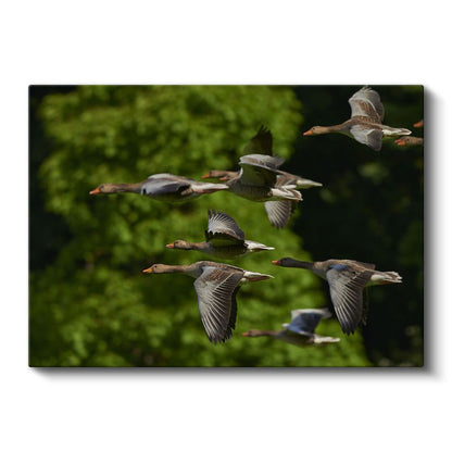 Göçmen Kazlar - Uyumlu Uçuş Formasyonu Kanvas Tablo