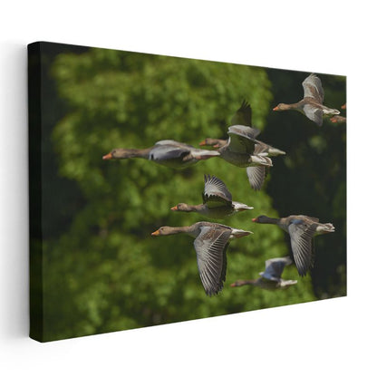 Göçmen Kazlar - Uyumlu Uçuş Formasyonu Kanvas Tablo
