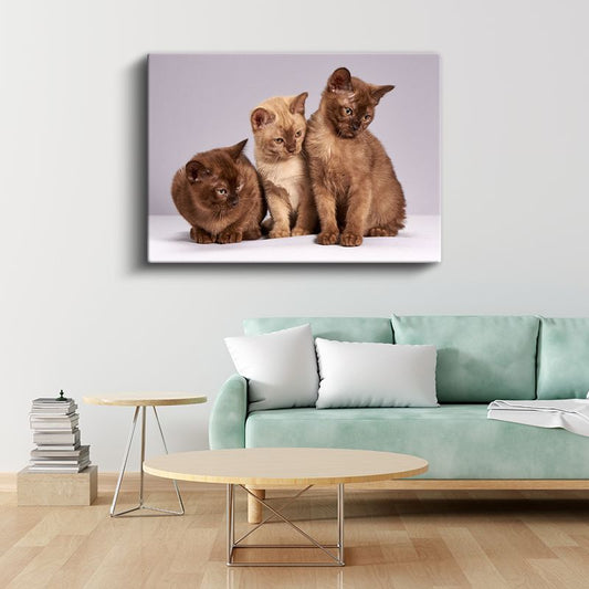 Sevimli Yavru Kediler - Üç Minik Dostun Meraklı Bakışları Kanvas Tablo