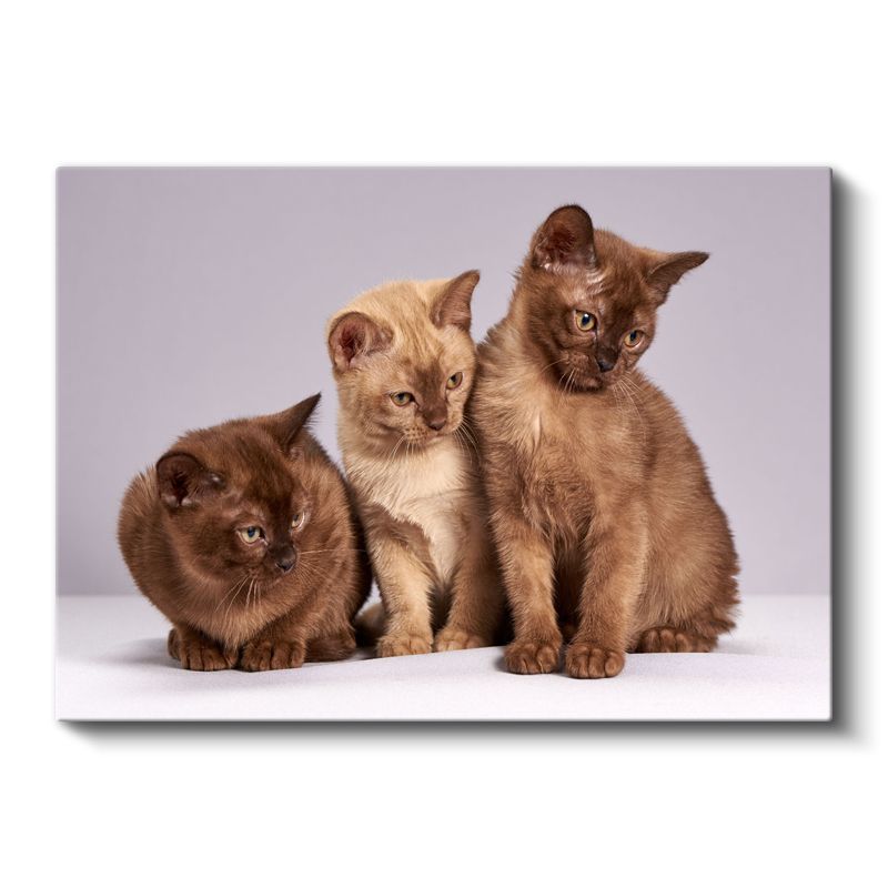 Sevimli Yavru Kediler - Üç Minik Dostun Meraklı Bakışları Kanvas Tablo