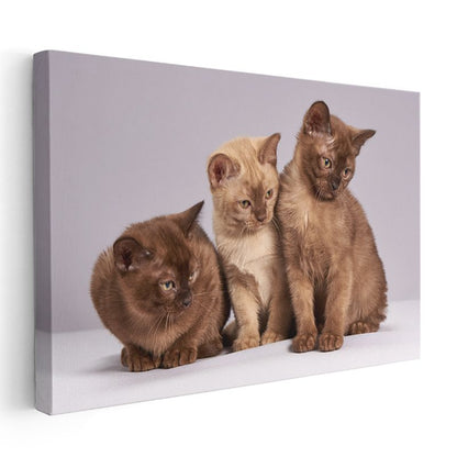 Sevimli Yavru Kediler - Üç Minik Dostun Meraklı Bakışları Kanvas Tablo