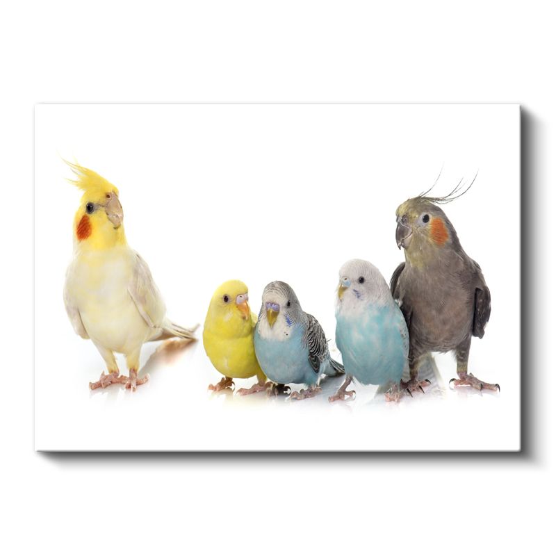 Muhabbet Kuşları Ailesi - Renkli Tüylerin Uyumu Kanvas Tablo