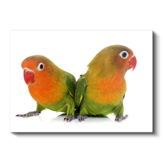 Cennet Papağanları - Turuncu Yüzlü İkizlerin Duruşu Kanvas Tablo