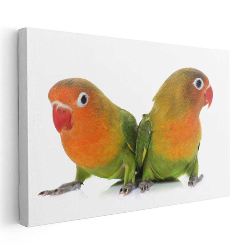 Cennet Papağanları - Turuncu Yüzlü İkizlerin Duruşu Kanvas Tablo