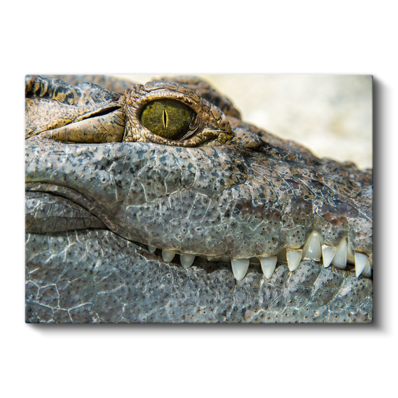 Timsahın Bakışı - Keskin Gözlerin Gizemi Kanvas Tablo