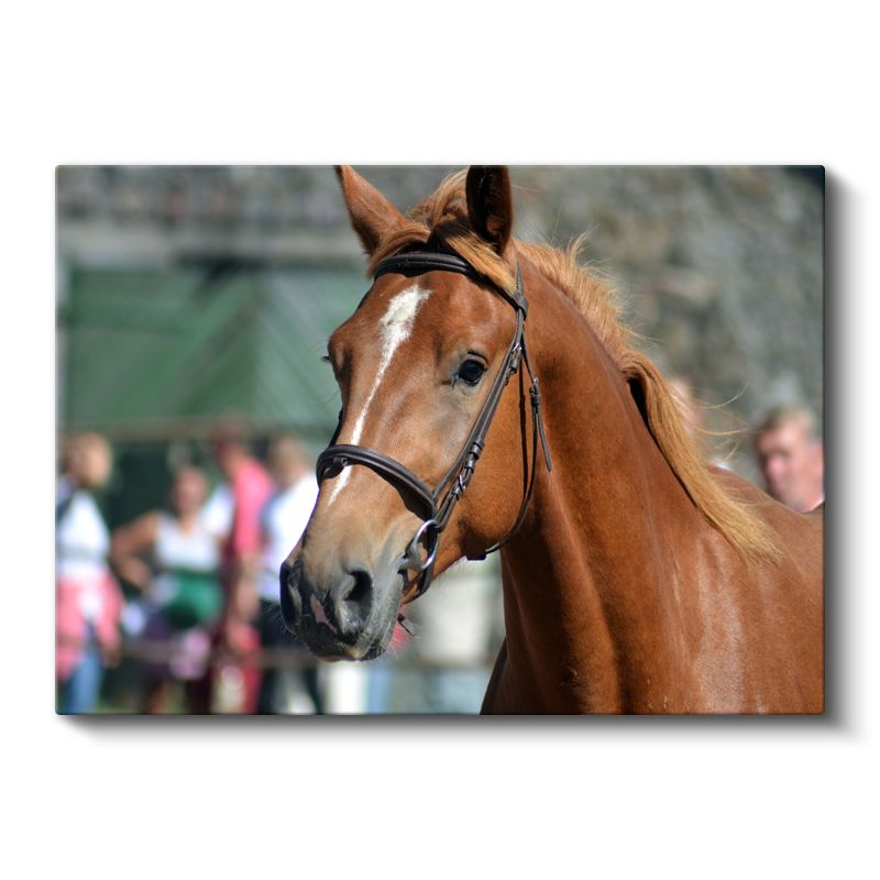 Asil Duruş - Kahverengi Atın Portresi Kanvas Tablo