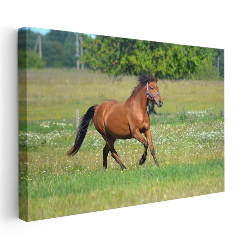 Özgür Ruh - Çayırda Koşan Kahverengi Atın Zarafeti Kanvas Tablo