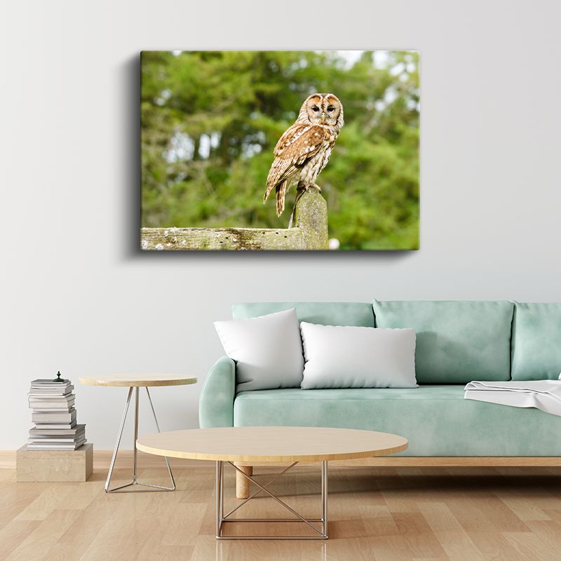 Orman Baykuşu - Bilgeliğin Sessiz Bekçisi Kanvas Tablo