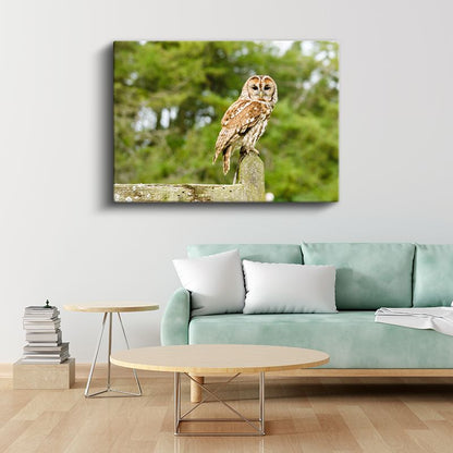 Orman Baykuşu - Bilgeliğin Sessiz Bekçisi Kanvas Tablo