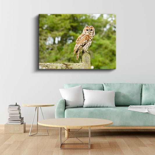 Orman Baykuşu - Bilgeliğin Sessiz Bekçisi Kanvas Tablo