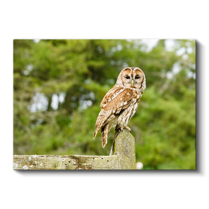 Orman Baykuşu - Bilgeliğin Sessiz Bekçisi Kanvas Tablo