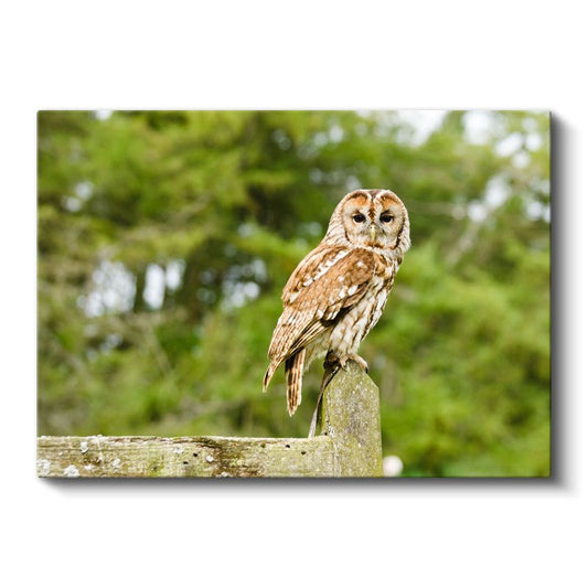 Orman Baykuşu - Bilgeliğin Sessiz Bekçisi Kanvas Tablo