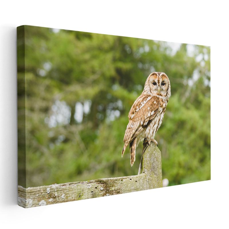 Orman Baykuşu - Bilgeliğin Sessiz Bekçisi Kanvas Tablo