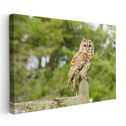 Orman Baykuşu - Bilgeliğin Sessiz Bekçisi Kanvas Tablo