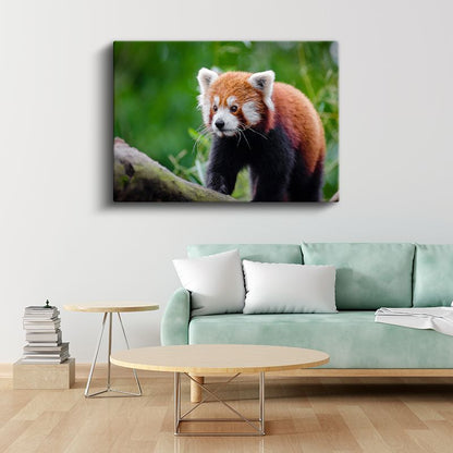 Kızıl Panda - Meraklı Bakışların Cazibesi Kanvas Tablo