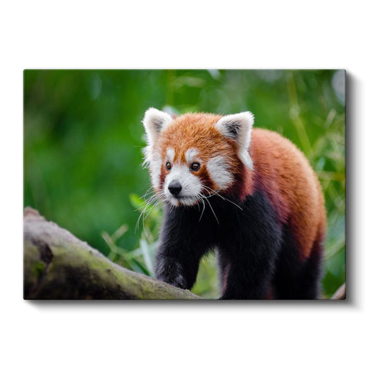 Kızıl Panda - Meraklı Bakışların Cazibesi Kanvas Tablo