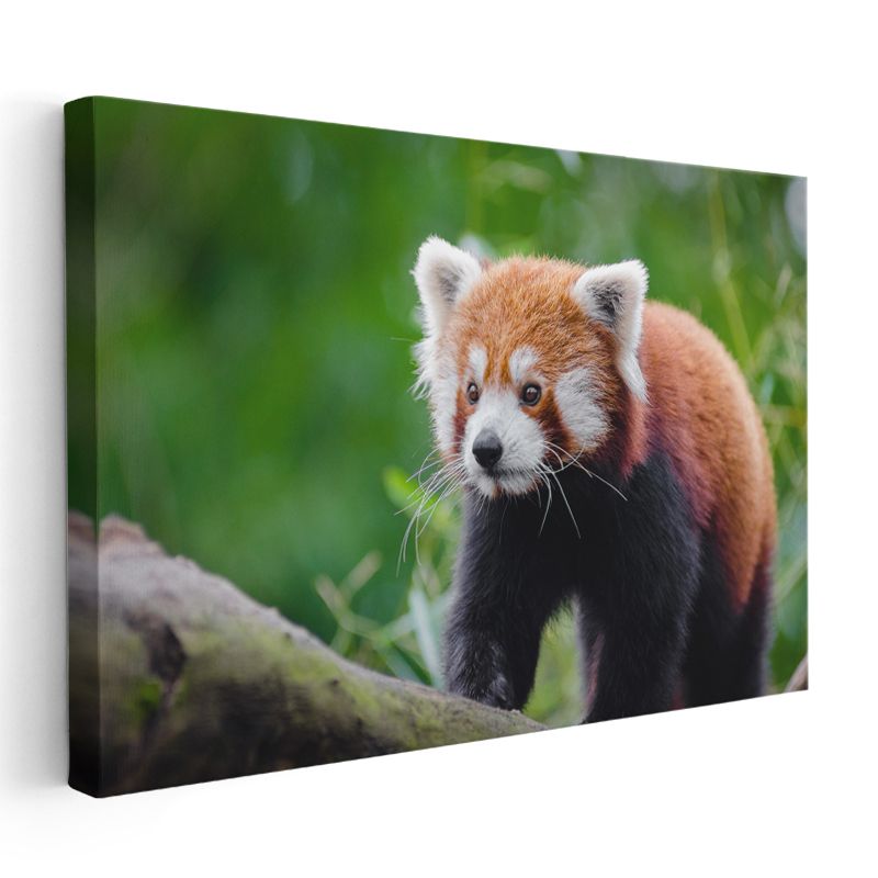 Kızıl Panda - Meraklı Bakışların Cazibesi Kanvas Tablo