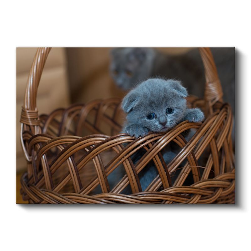 Sepetteki Yavru - Mavi Tüylü Minik Kedinin Masumiyeti Kanvas Tablo