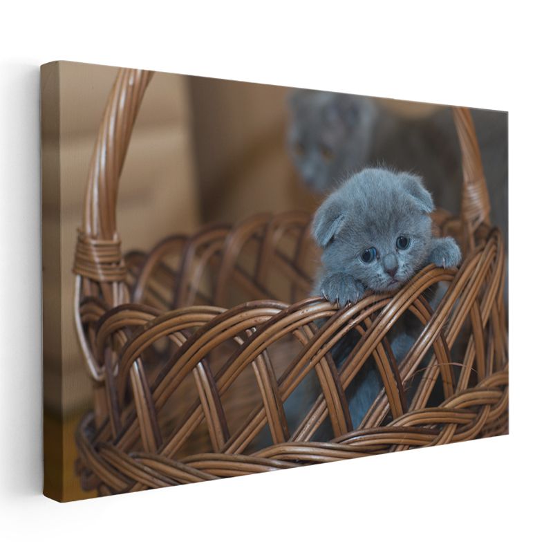 Sepetteki Yavru - Mavi Tüylü Minik Kedinin Masumiyeti Kanvas Tablo