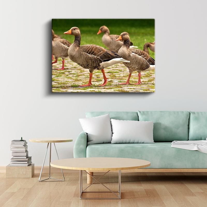 Yaban Kazları - Turuncu Ayaklı Zarif Yürüyüşçüler Kanvas Tablo