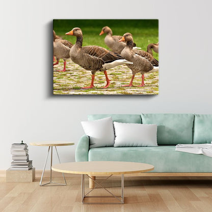 Yaban Kazları - Turuncu Ayaklı Zarif Yürüyüşçüler Kanvas Tablo