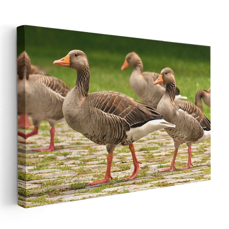 Yaban Kazları - Turuncu Ayaklı Zarif Yürüyüşçüler Kanvas Tablo