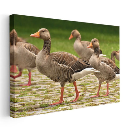 Yaban Kazları - Turuncu Ayaklı Zarif Yürüyüşçüler Kanvas Tablo