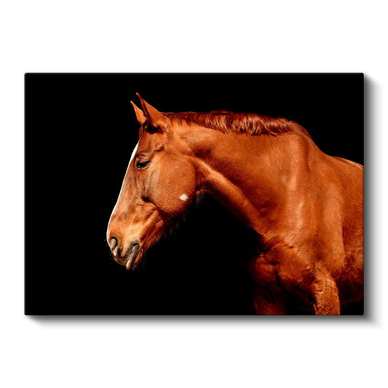 At Portresi - Kahverengi Tüylerin Işıltısı Kanvas Tablo