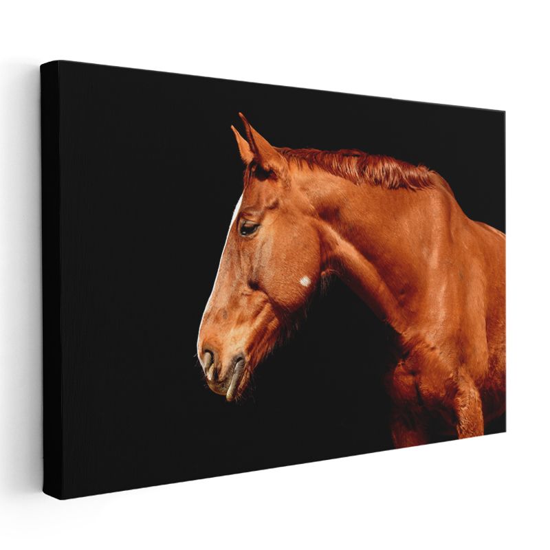 At Portresi - Kahverengi Tüylerin Işıltısı Kanvas Tablo