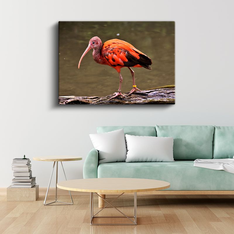 Kızıl İbis - Uzun Gagalı Egzotik Güzellik Kanvas Tablo