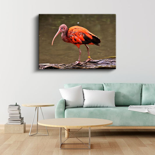 Kızıl İbis - Uzun Gagalı Egzotik Güzellik Kanvas Tablo